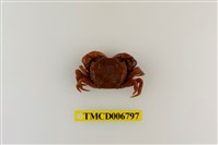 藏品(絨毛近方蟹)的圖片